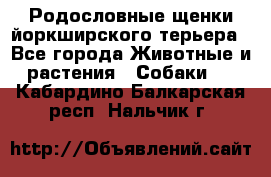 Родословные щенки йоркширского терьера - Все города Животные и растения » Собаки   . Кабардино-Балкарская респ.,Нальчик г.